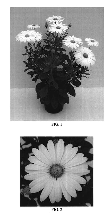Figure 1 of US plant patent PP20270, the photograph of Balserilla printed in the patent.