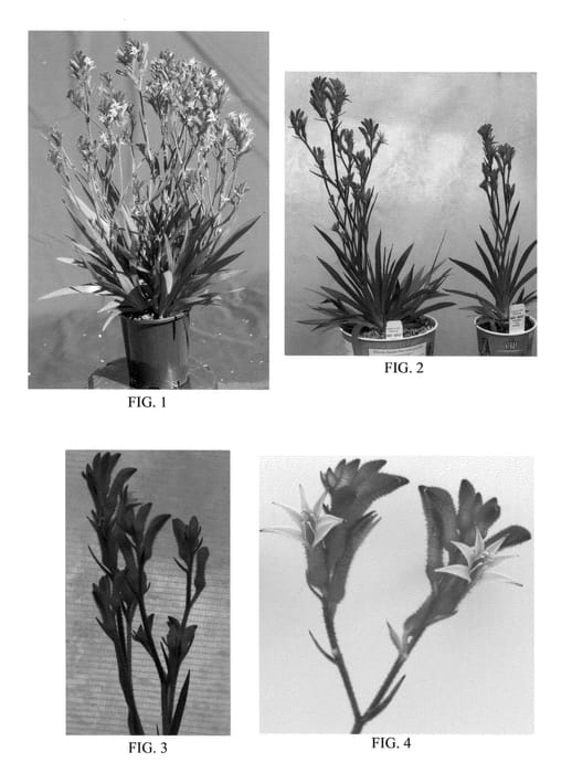 Figure 1 of US plant patent PP20271, the photograph of Ramboball printed in the patent.