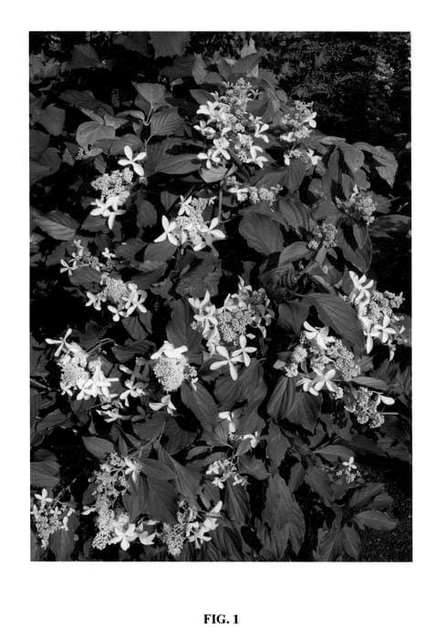 Figure 1 of US plant patent PP20272, the photograph of Le Vasterival printed in the patent.