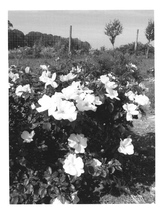 Figure 1 of US plant patent PP20273, the photograph of Radwhite printed in the patent.