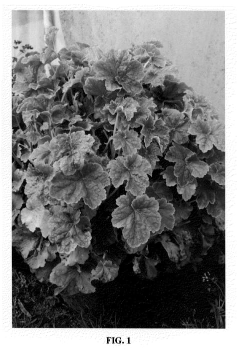 Figure 1 of US plant patent PP20274, the photograph of Miracle printed in the patent.
