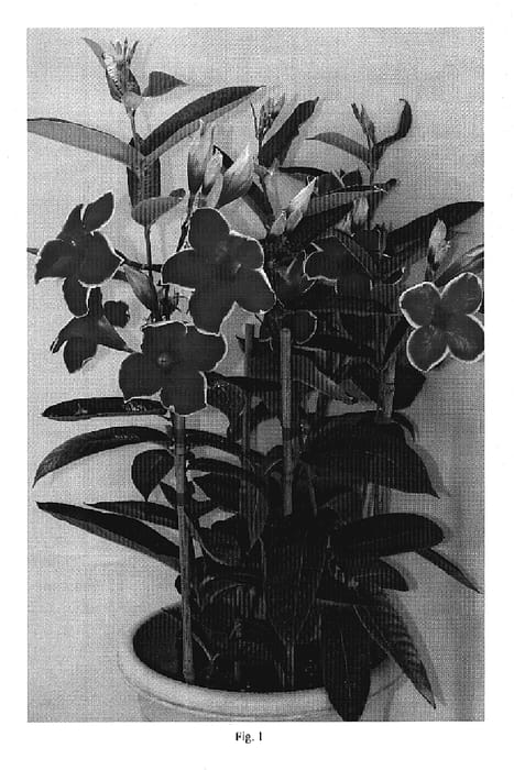 Figure 1 of US plant patent PP20275, the photograph of Scarlet Velvet printed in the patent.