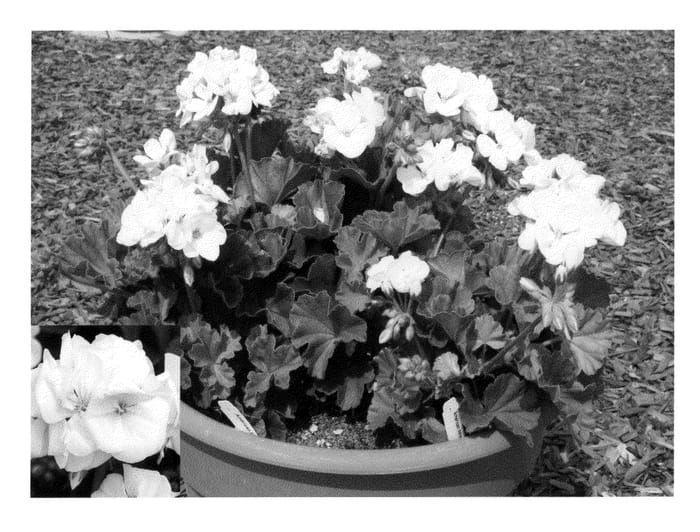 Figure 1 of US plant patent PP20276, the photograph of Amri Whit09 printed in the patent.
