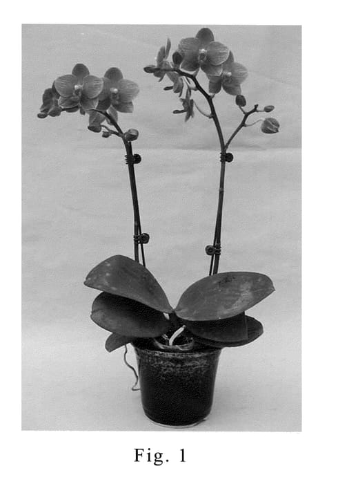 Figure 1 of US plant patent PP20277, the photograph of SOGO F1982 printed in the patent.