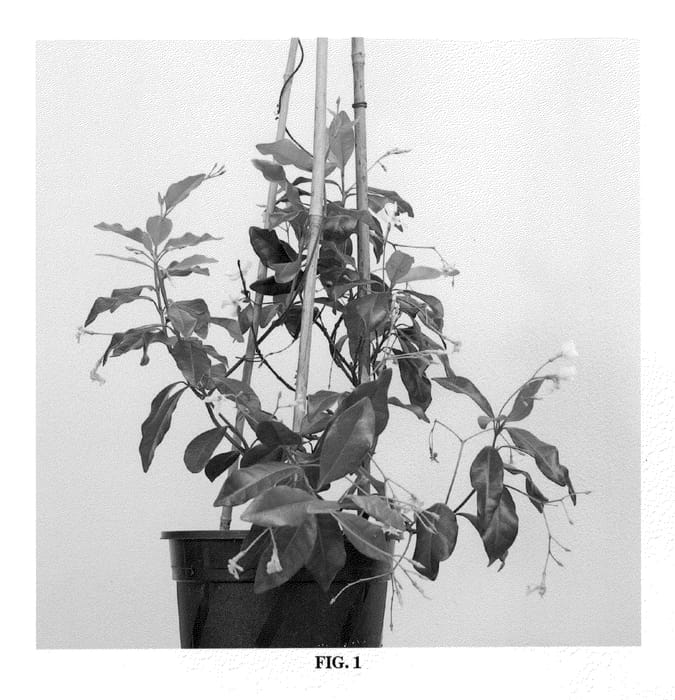 Figure 1 of US plant patent PP20278, the photograph of Selbra printed in the patent.