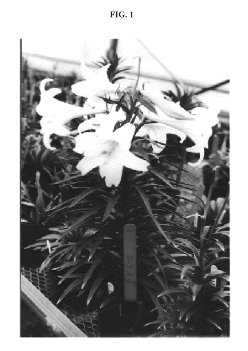 Figure 1 of US plant patent PP20279, the photograph of BJM 001 printed in the patent.