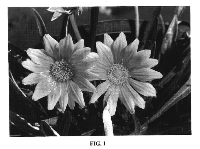 Figure 1 of US plant patent PP20280, the photograph of Tangerine Frost printed in the patent.