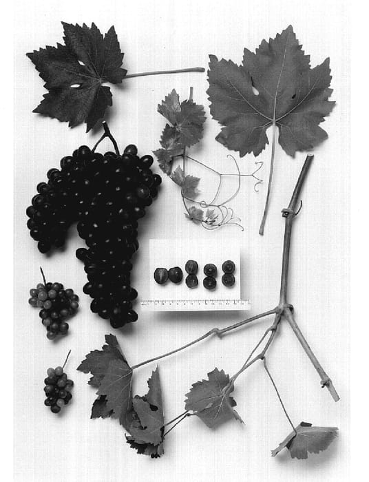 Figure 1 of US plant patent PP20281, the photograph of Sheegene-8 printed in the patent.