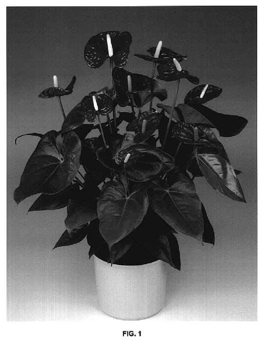 Figure 1 of US plant patent PP20282, the photograph of Anthabudon printed in the patent.