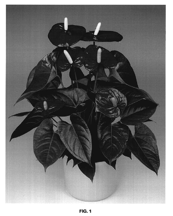 Figure 1 of US plant patent PP20283, the photograph of Antholyl printed in the patent.