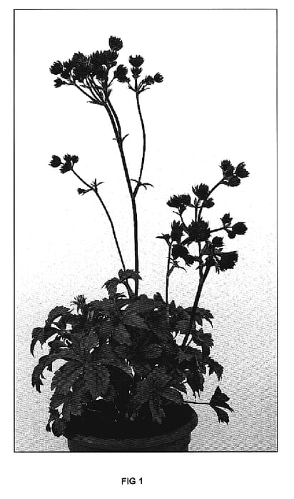 Figure 1 of US plant patent PP20284, the photograph of Star of Fire printed in the patent.