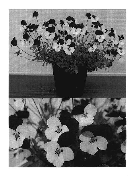 Figure 1 of US plant patent PP20285, the photograph of Sunviopapuho printed in the patent.