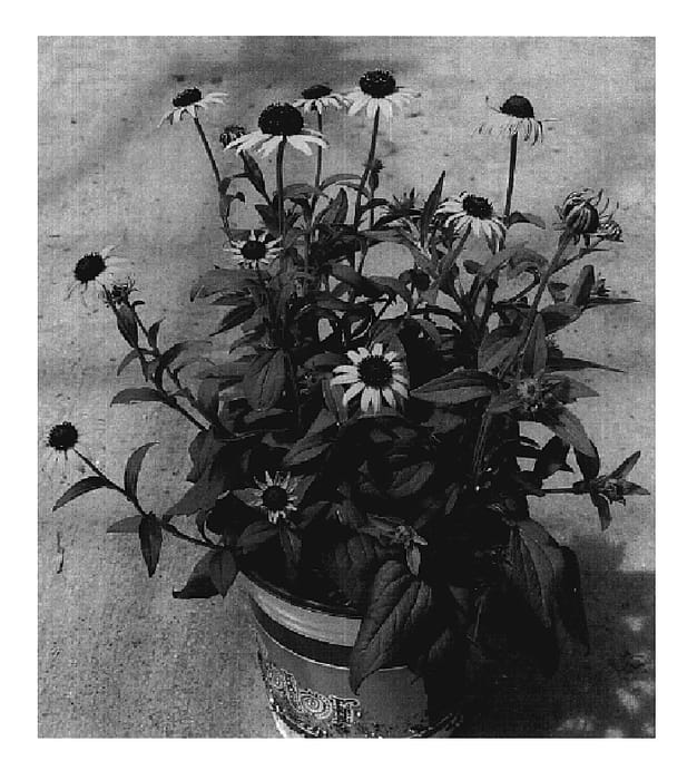 Figure 1 of US plant patent PP20286, the photograph of Early Bird Gold printed in the patent.