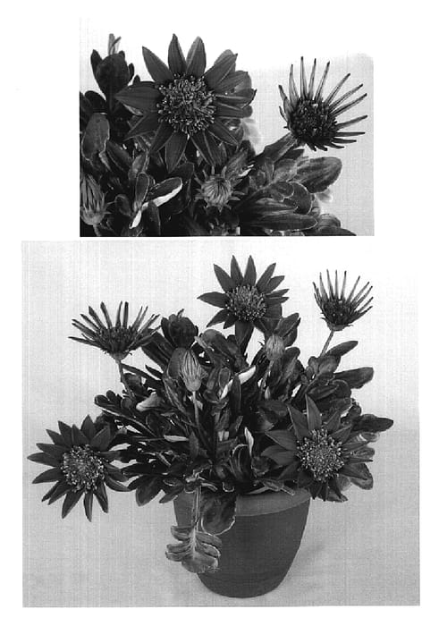 Figure 1 of US plant patent PP20287, the photograph of SUGA402 printed in the patent.