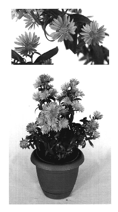 Figure 1 of US plant patent PP20288, the photograph of Yodays printed in the patent.