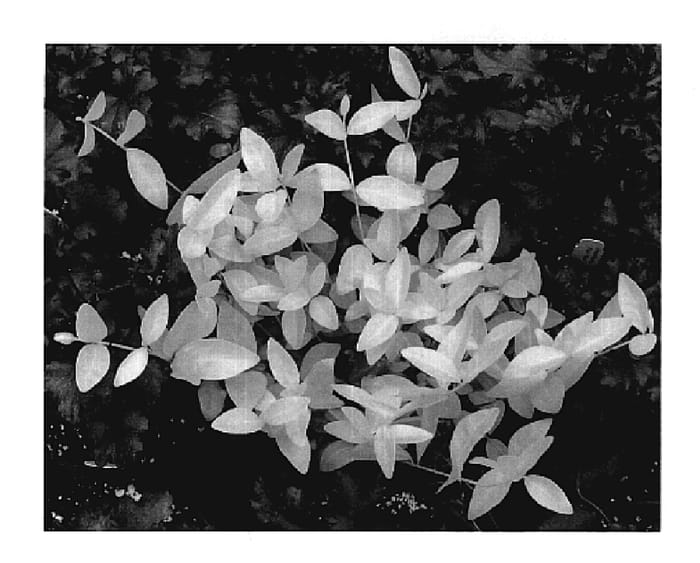 Figure 1 of US plant patent PP20289, the photograph of 24 Carat printed in the patent.