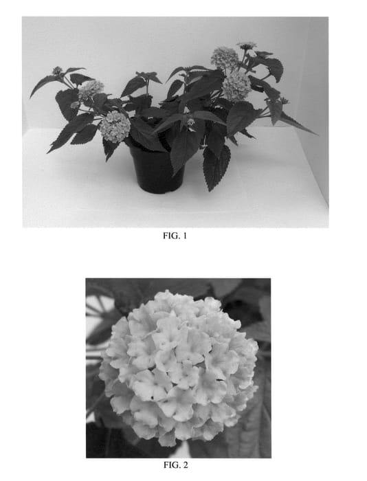 Figure 1 of US plant patent PP20290, the photograph of Balandplo printed in the patent.