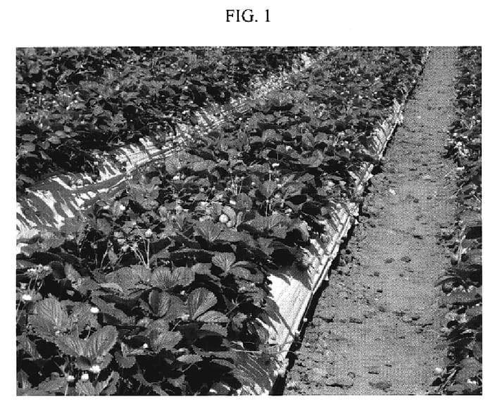 Figure 1 of US plant patent PP20291, the photograph of PS-5096 printed in the patent.