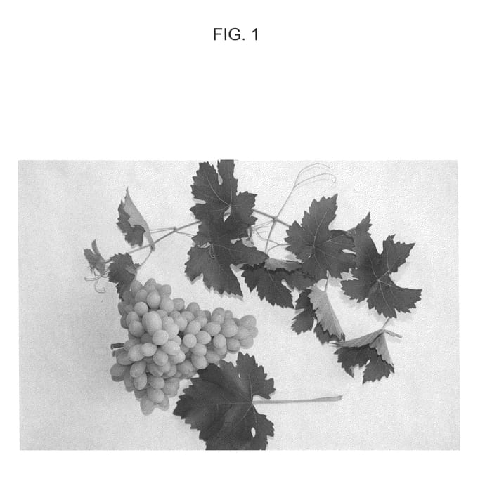 Figure 1 of US plant patent PP20292, the photograph of IFG 31-077 printed in the patent.