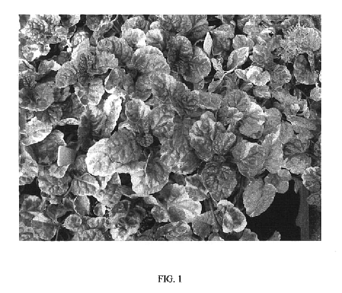 Figure 1 of US plant patent PP20293, the photograph of Binparcol printed in the patent.