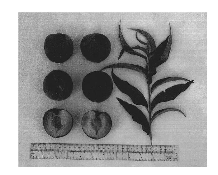 Figure 1 of US plant patent PP20294, the photograph of Flordabest printed in the patent.