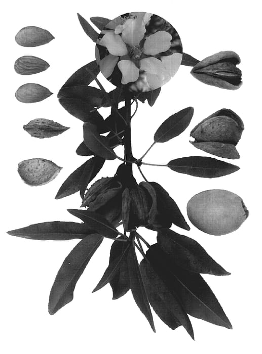 Figure 1 of US plant patent PP20295, the photograph of Alm-21 printed in the patent.