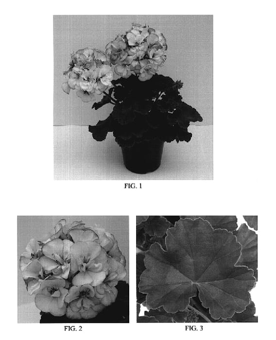 Figure 1 of US plant patent PP20296, the photograph of Ballurpico printed in the patent.