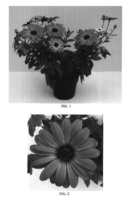 Figure 1 of US plant patent PP20297, the photograph of Balserpinkim printed in the patent.
