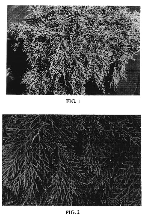 Figure 1 of US plant patent PP20298, the photograph of Condrew printed in the patent.