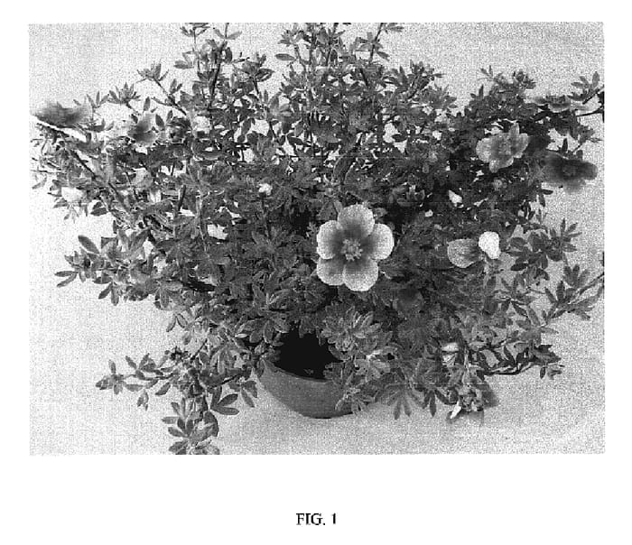 Figure 1 of US plant patent PP20299, the photograph of SETTING SUN printed in the patent.