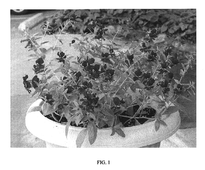 Figure 1 of US plant patent PP20300, the photograph of Flamenco Cha Cha printed in the patent.
