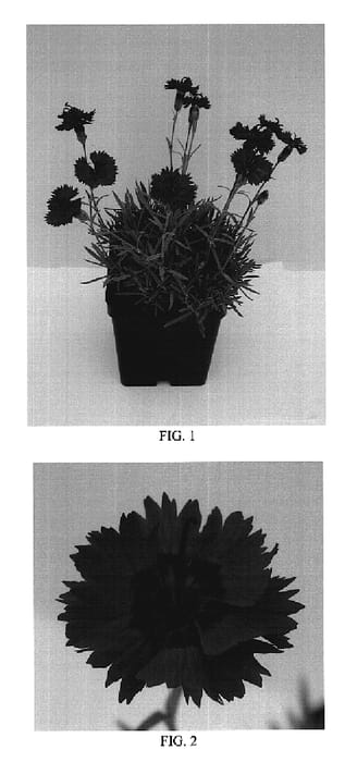 Figure 1 of US plant patent PP20301, the photograph of Red Beauty printed in the patent.