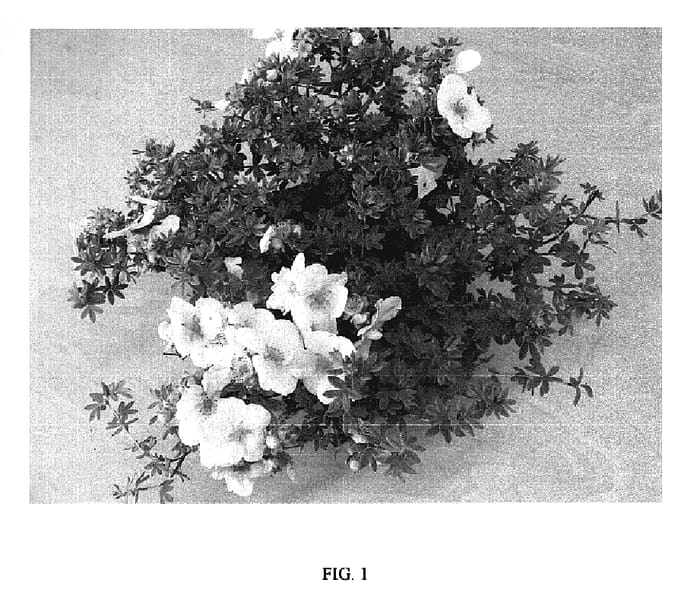 Figure 1 of US plant patent PP20302, the photograph of SUMMER DAWN printed in the patent.