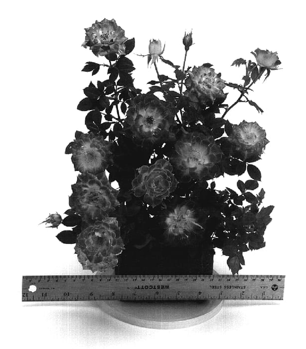 Figure 1 of US plant patent PP20303, the photograph of WEKglezneo printed in the patent.