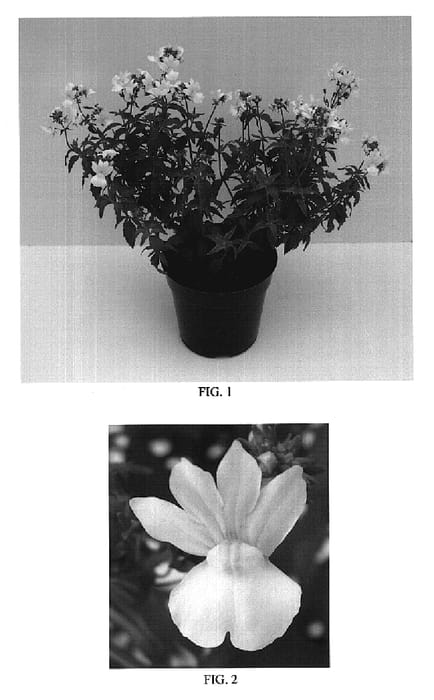 Figure 1 of US plant patent PP20304, the photograph of Balarwitim printed in the patent.