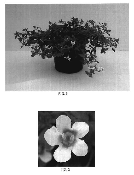Figure 1 of US plant patent PP20305, the photograph of Balabpink printed in the patent.