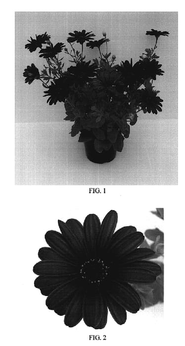 Figure 1 of US plant patent PP20306, the photograph of Balserdarp printed in the patent.