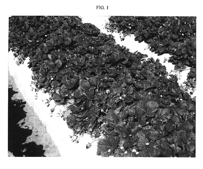 Figure 1 of US plant patent PP20307, the photograph of MARVEL printed in the patent.