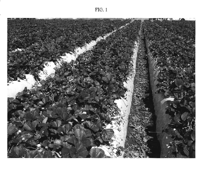 Figure 1 of US plant patent PP20308, the photograph of GLORY printed in the patent.