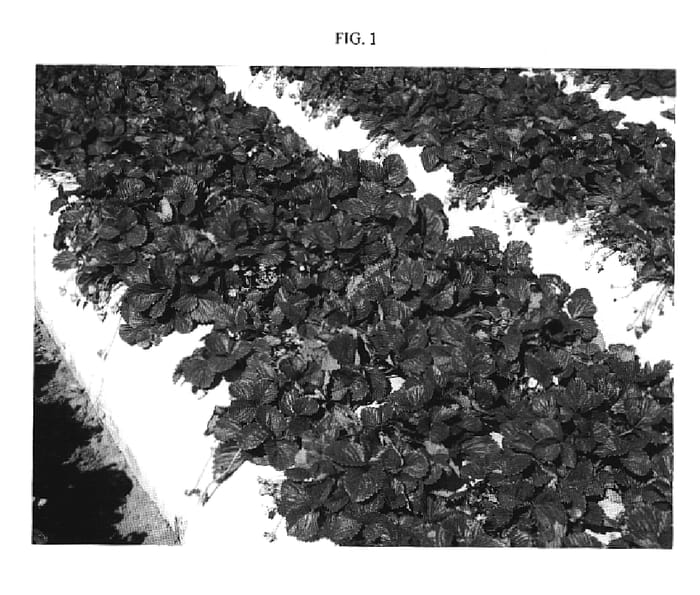 Figure 1 of US plant patent PP20309, the photograph of Premier printed in the patent.