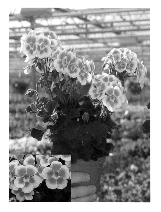 Figure 1 of US plant patent PP20310, the photograph of Clip Romegs printed in the patent.