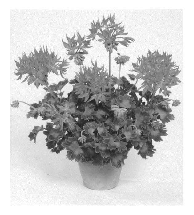 Figure 1 of US plant patent PP20311, the photograph of Gravio printed in the patent.