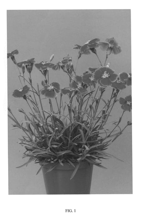 Figure 1 of US plant patent PP20312, the photograph of Alva printed in the patent.