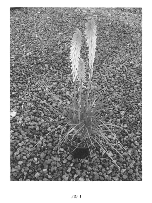Figure 1 of US plant patent PP20313, the photograph of PEACHY CHEEKS printed in the patent.