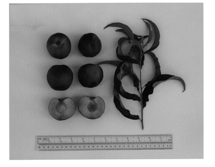 Figure 1 of US plant patent PP20314, the photograph of UFRoyal printed in the patent.