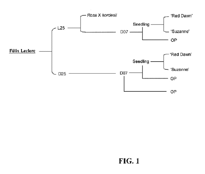 Figure 1 of US plant patent PP20315, the photograph of Felix Leclerc printed in the patent.