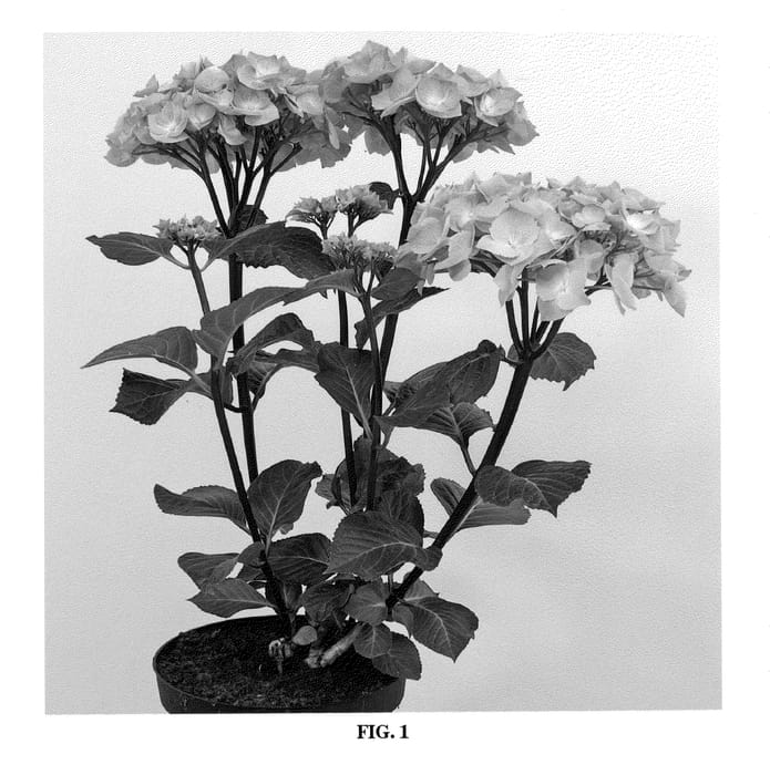 Figure 1 of US plant patent PP20316, the photograph of Zulu printed in the patent.