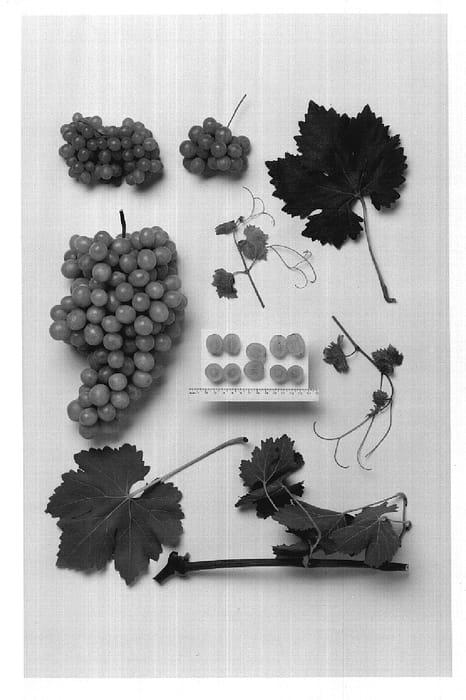 Figure 1 of US plant patent PP20317, the photograph of Sheegene-14 printed in the patent.