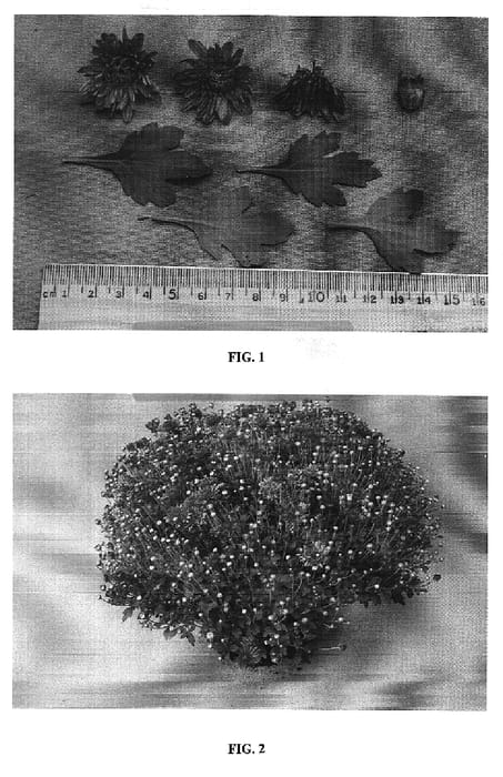 Figure 1 of US plant patent PP20318, the photograph of Petno Orange printed in the patent.
