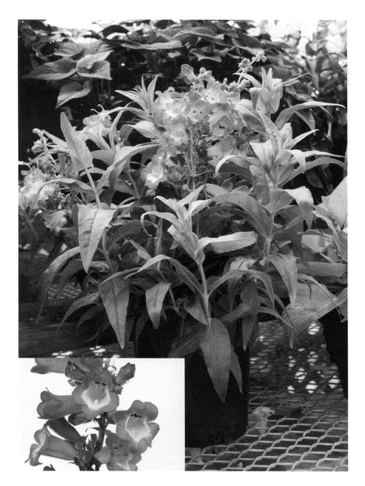 Figure 1 of US plant patent PP20319, the photograph of Peni Mag09 printed in the patent.
